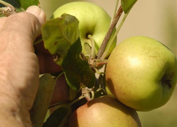 La manzana, el mejor aliado para tu salud digestiva