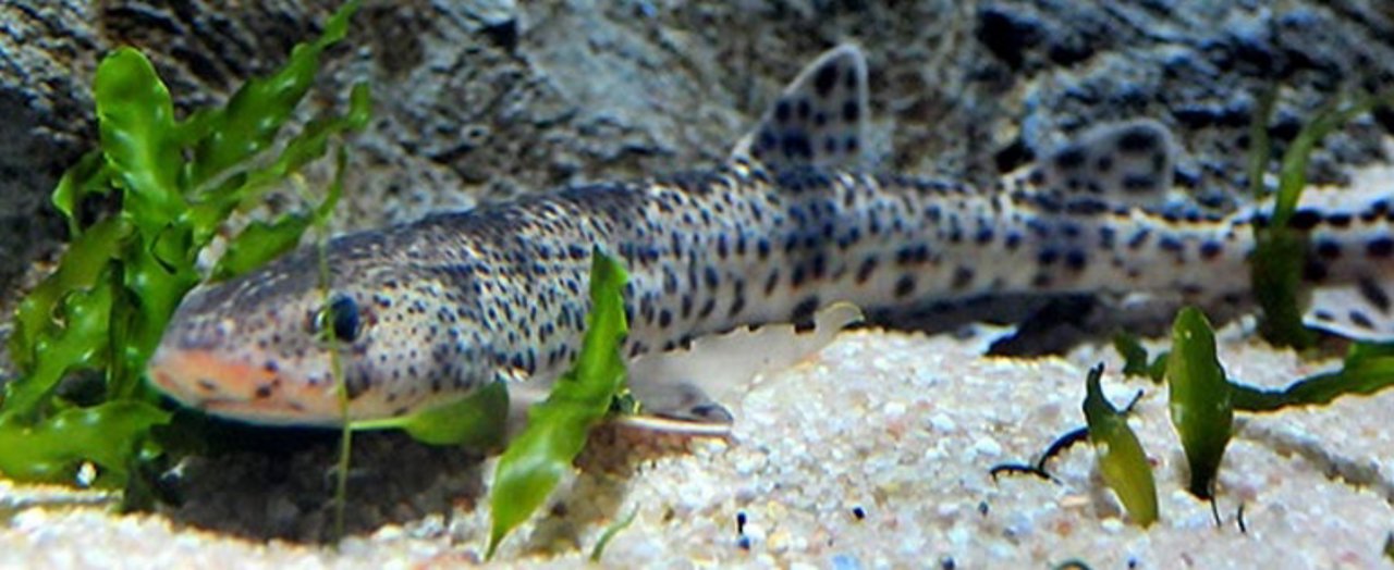 Tiburones pintarrojas en Sea Life de Benalmádena