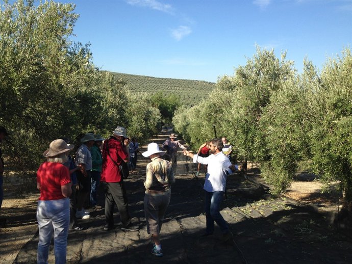 Turistas visitando un tajo de aceituna
