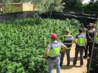 Desmantelada una plantación de marihuana modificada genéticamente en Alcalá