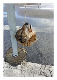 Cuelgan en La Doriga la cabeza depacitada de un lobo 