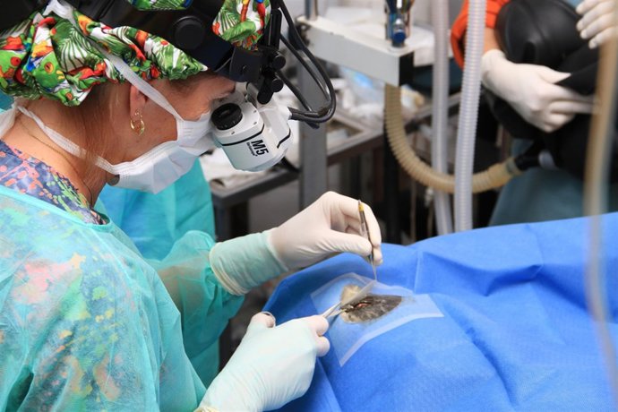 Imagen De La Operación De Cataratas De Las Tres Focas