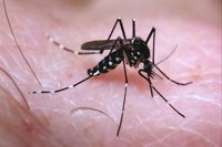 La OMS eleva a 8 semanas el uso de anticonceptivos tras visitar zonas con zika