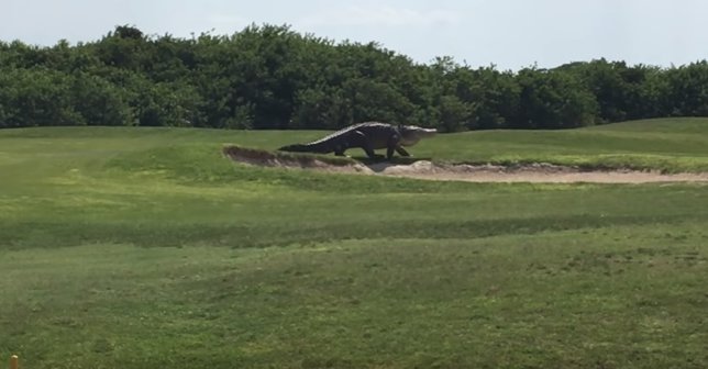 Caimán gigante en un campo de golf