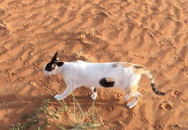 Gato en el desierto