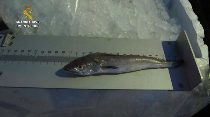 Incautan 312 kilos de merluza inmadura en Ayamonte (Huelva).