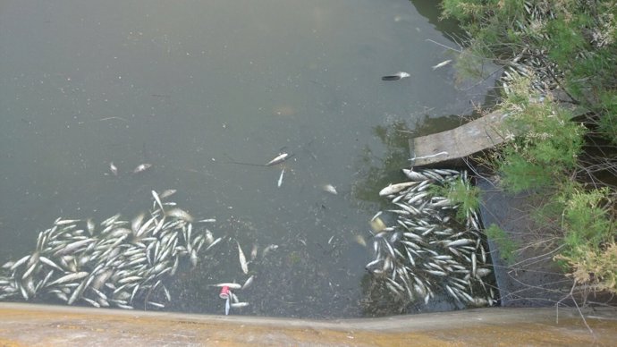 Peces muertos en el cauce del Guadiamar