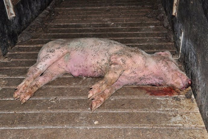 Cerdo muerto en medio de una granja porcina del Reino Unido