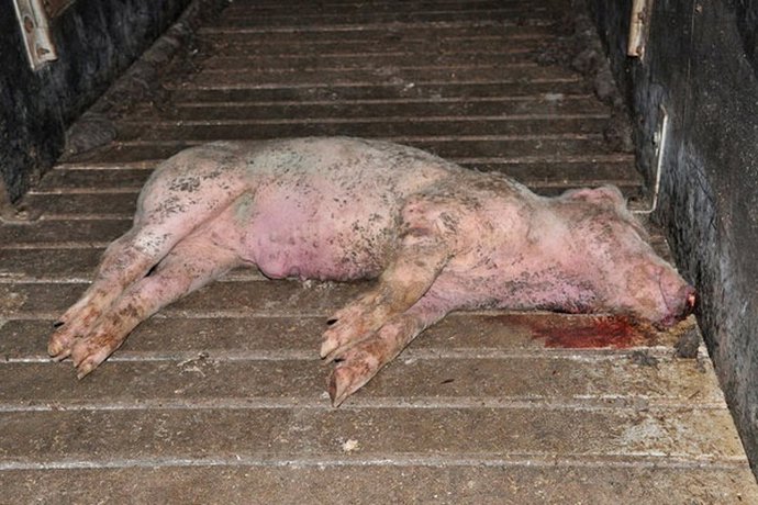 Cerdo muerto en medio de una granja porcina del Reino Unido