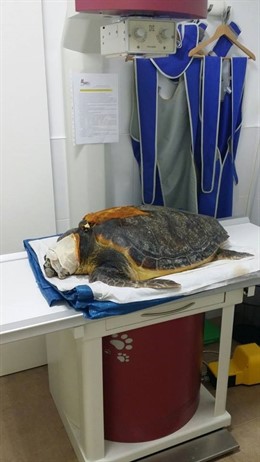 Jose, la tortuga boba encontrada con una fractura en el caparazón