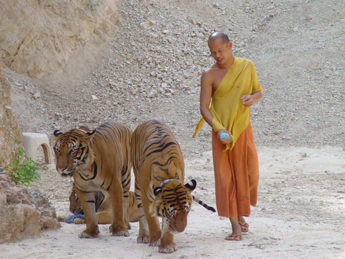 Templo del Tigre (Tailandia)