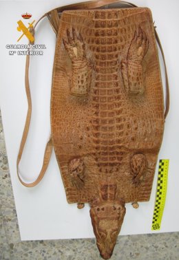 Bolso hecho con un ejemplar de cocodrilo enano africano