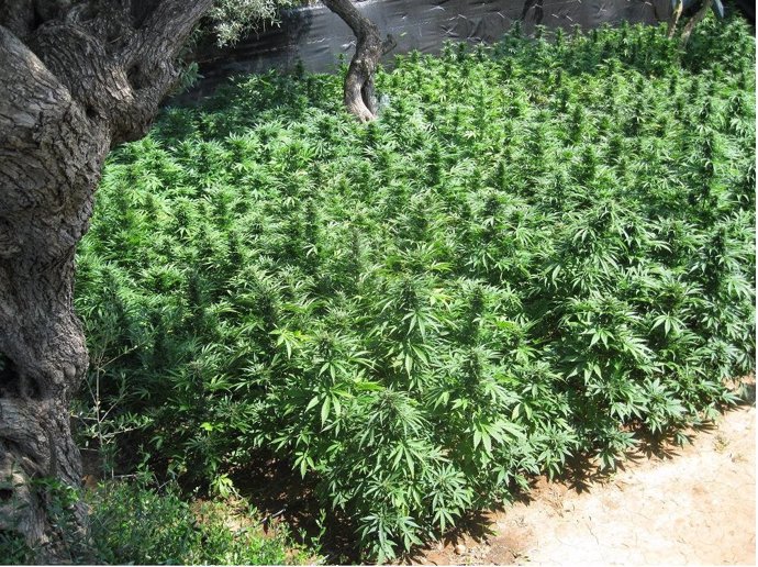 Cultivo de marihuana modificada genéticamente 