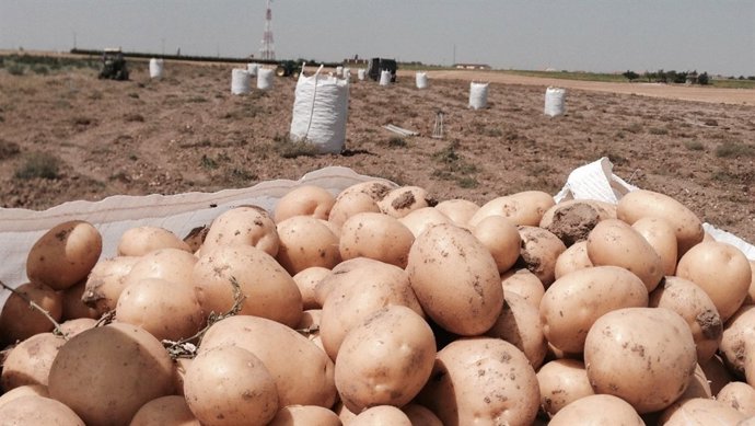 NP ASAJA VALLADOLID Solicita Una IGP Para La "Patata De Peñafiel"