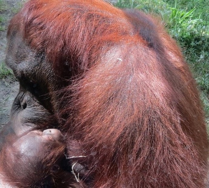 Image de la cría recién nacida de orangután