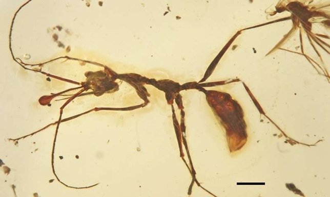 Ceratomyrmex ellenbergeri.