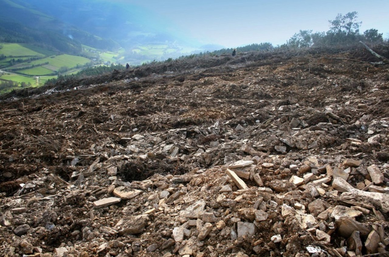 Yacimiento arqueológico dañado por el eucalipto en Mondoñedo