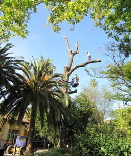 Retiran un enjambre de abejas de un árbol monumental 