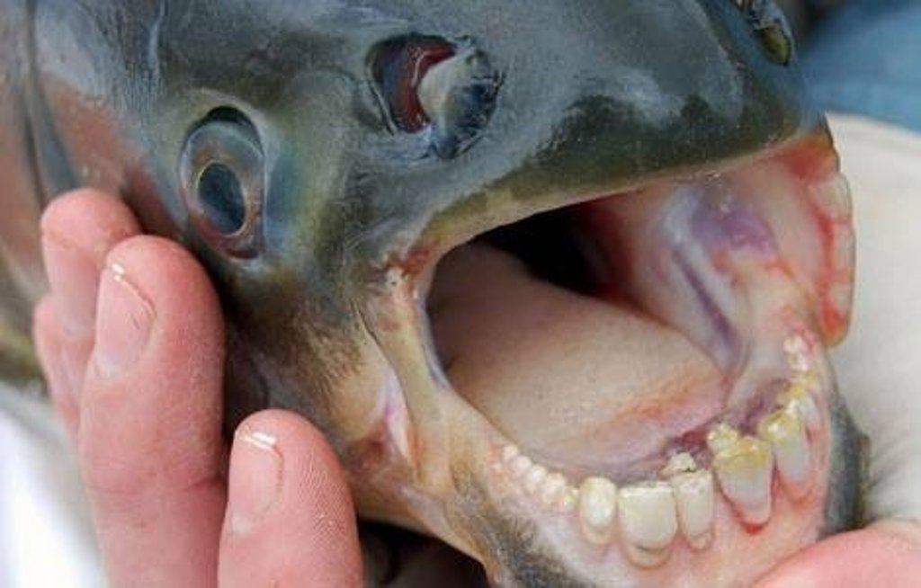Capturan en California a un pez Pacú con dentadura similar a la del humano animales más raros del mundo