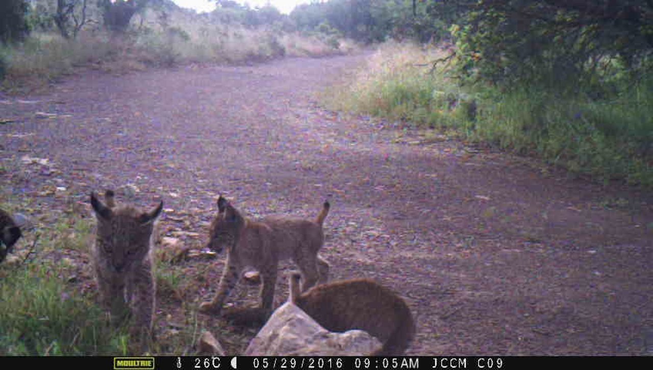 NOTA DE PRENSA Y FOTOS CONSEJERÍA AGRICULTURA NUEVA CAMADA DE LINCES