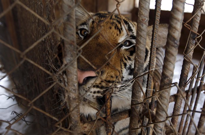 Tigre en el Templo del Tigre en Tailandia 