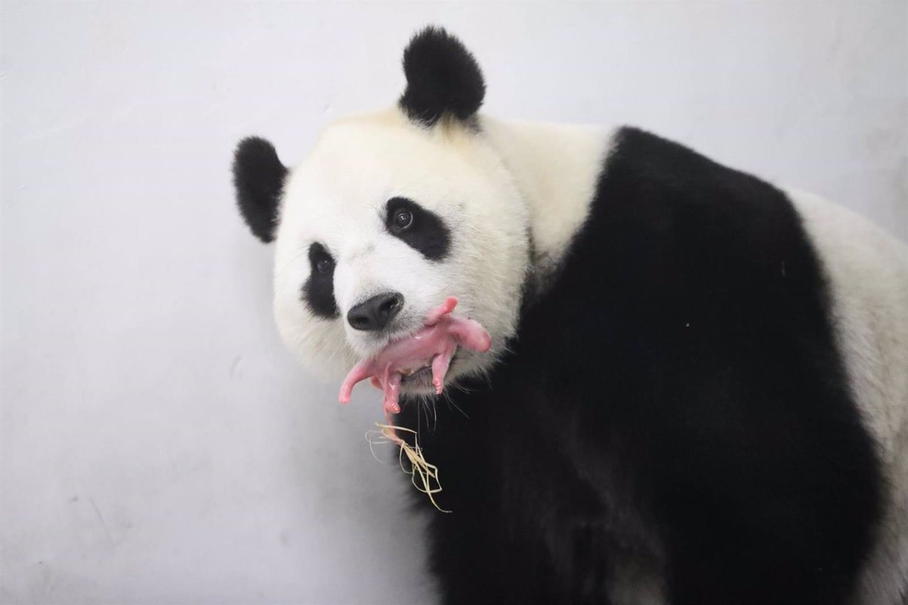 La osa panda muestra a su cría