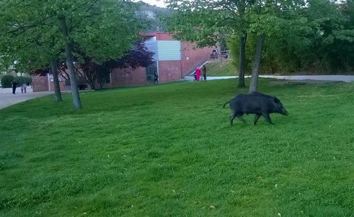 Jabalí en el parque Central de Vallirana