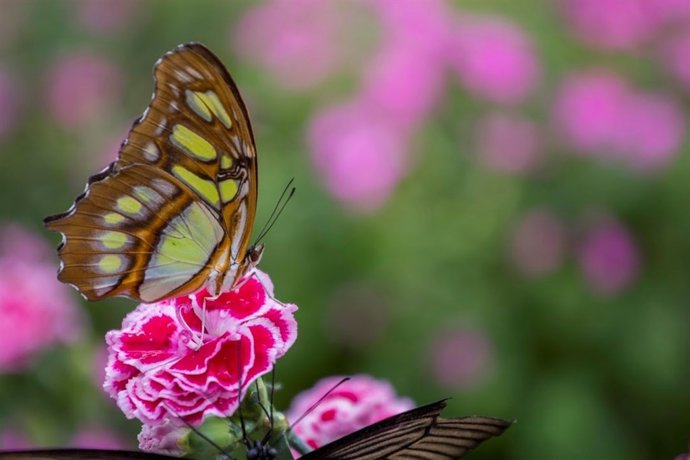 Mariposa en el Mariposario del Oceanogràfic