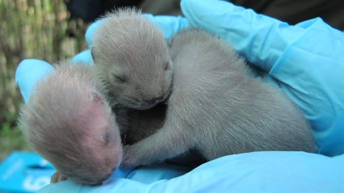 Crías de visón europeo