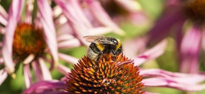 Abeja polinizando o libando una planta de Echinacea