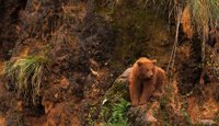 Se busca un oso cerca de Cabárceno