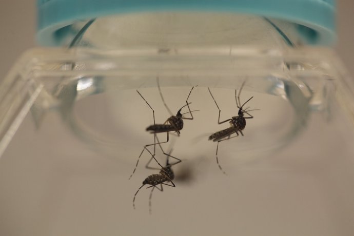 Aedes aegypti mosquitoes are seen at the Laboratory of Entomology and Ecology of