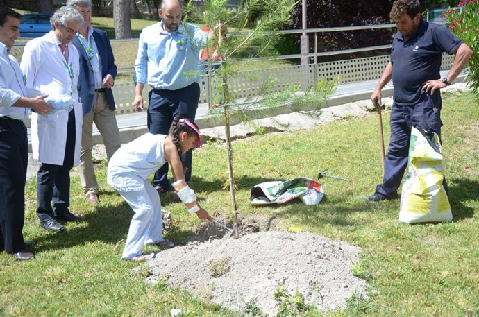 Plantación de árboles