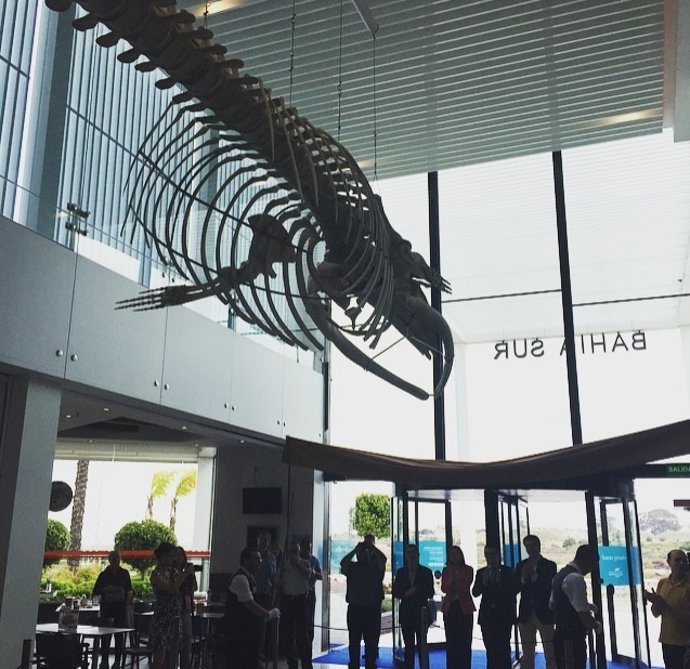 Ballena varada en Bahía Sur