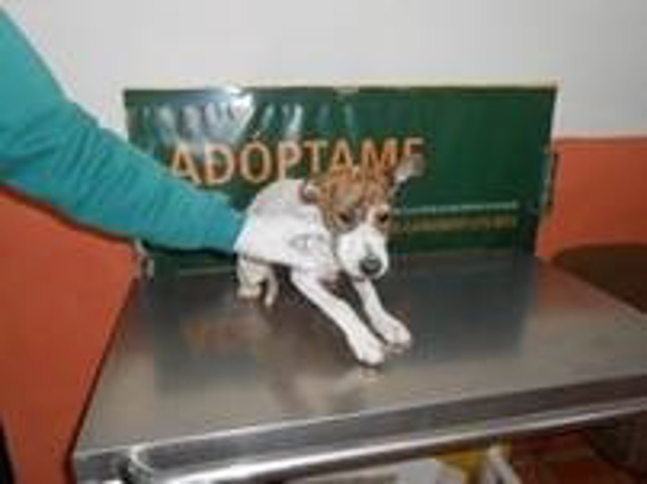 Becky, perra en adopción Centro Zoosanitario Municipal Málaga