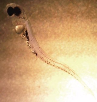 Larva de perca con microplástico en el estómago