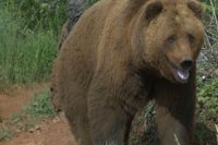 Sigue la búsqueda del oso en las inmediaciones de Cabárceno
