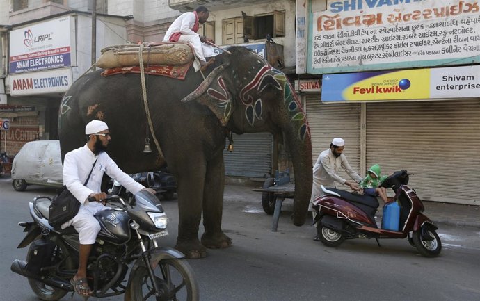 Elefante en India