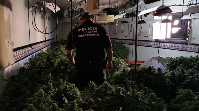 Desmantelado un punto de cultivo y producción de marihuana en Torre Pacheco