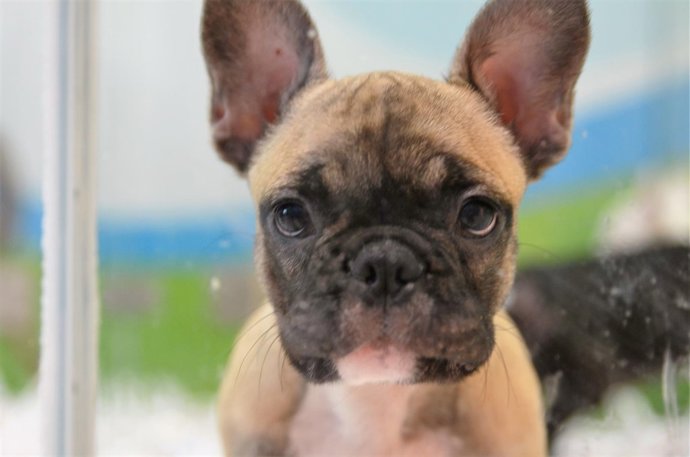 Animal, animales, perro, perros, cachorro, cachorros, perra, perras