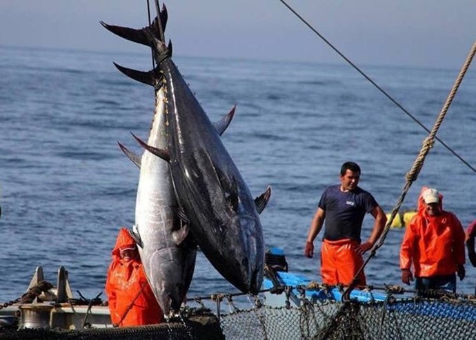 Campaña de almadraba 2016