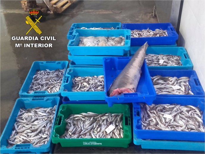 Pescado capturado ilegalmente en Alicante