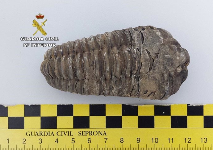 Fósiles recuperados en Menorca