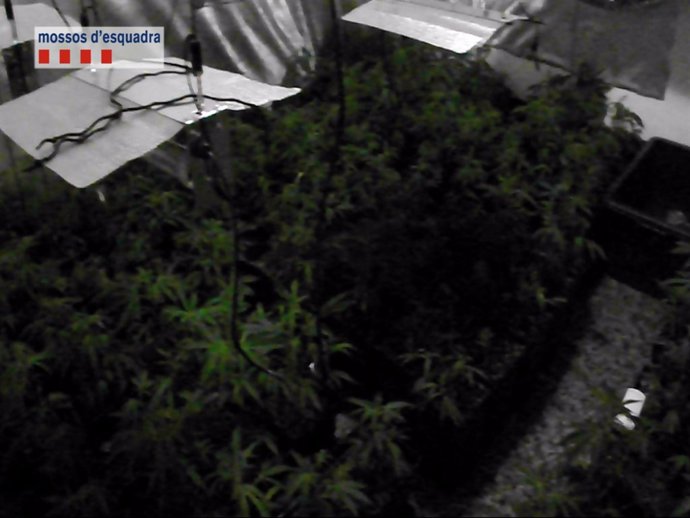 Desmantelada una banda que traficaba con marihuana desde Catalunya