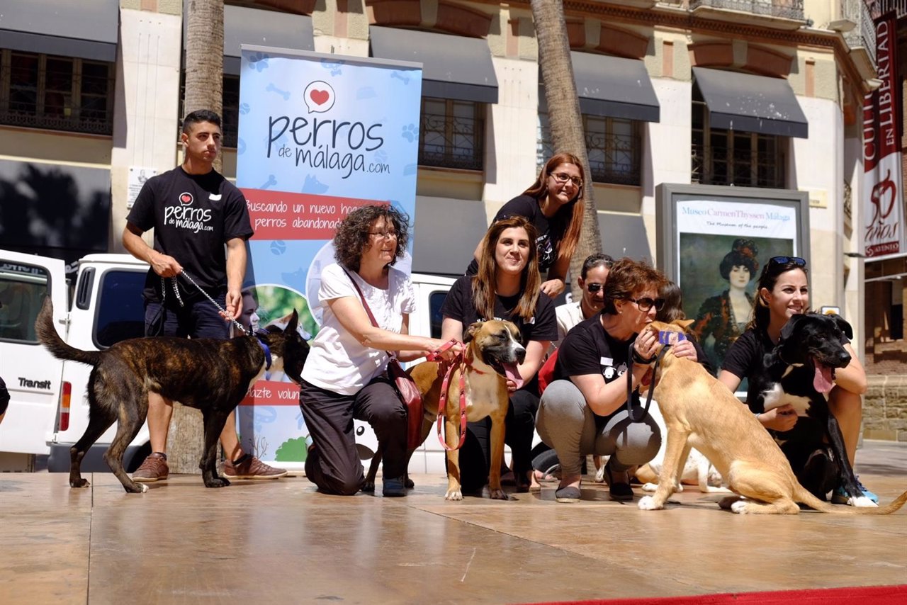 Desfile de perros en Málaga para ser adoptados 