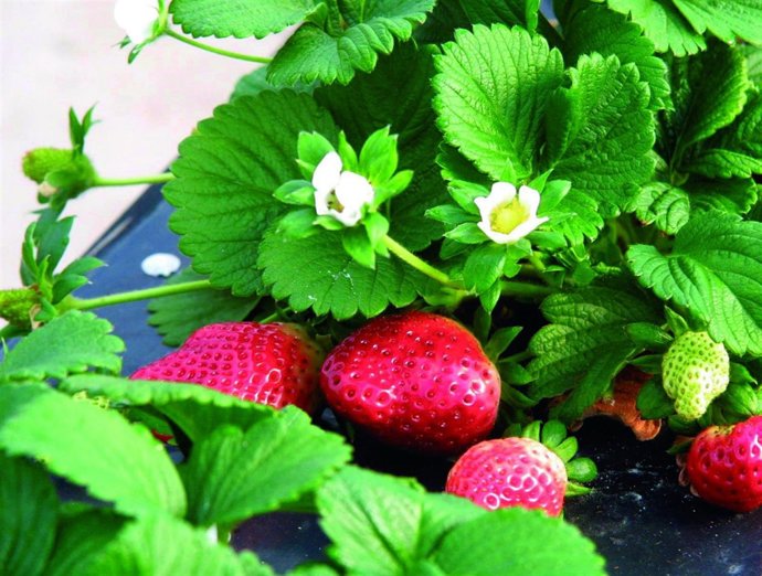 Imagen de fresas de Huelva