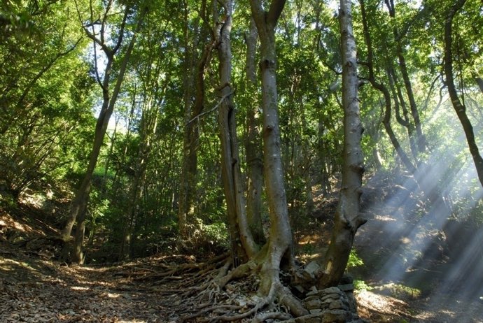 Monte de Las Mercedes