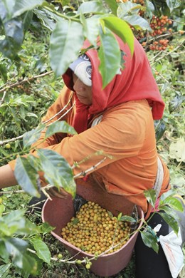 Caficultora, cafetales, mujer Colombia, desarrollo