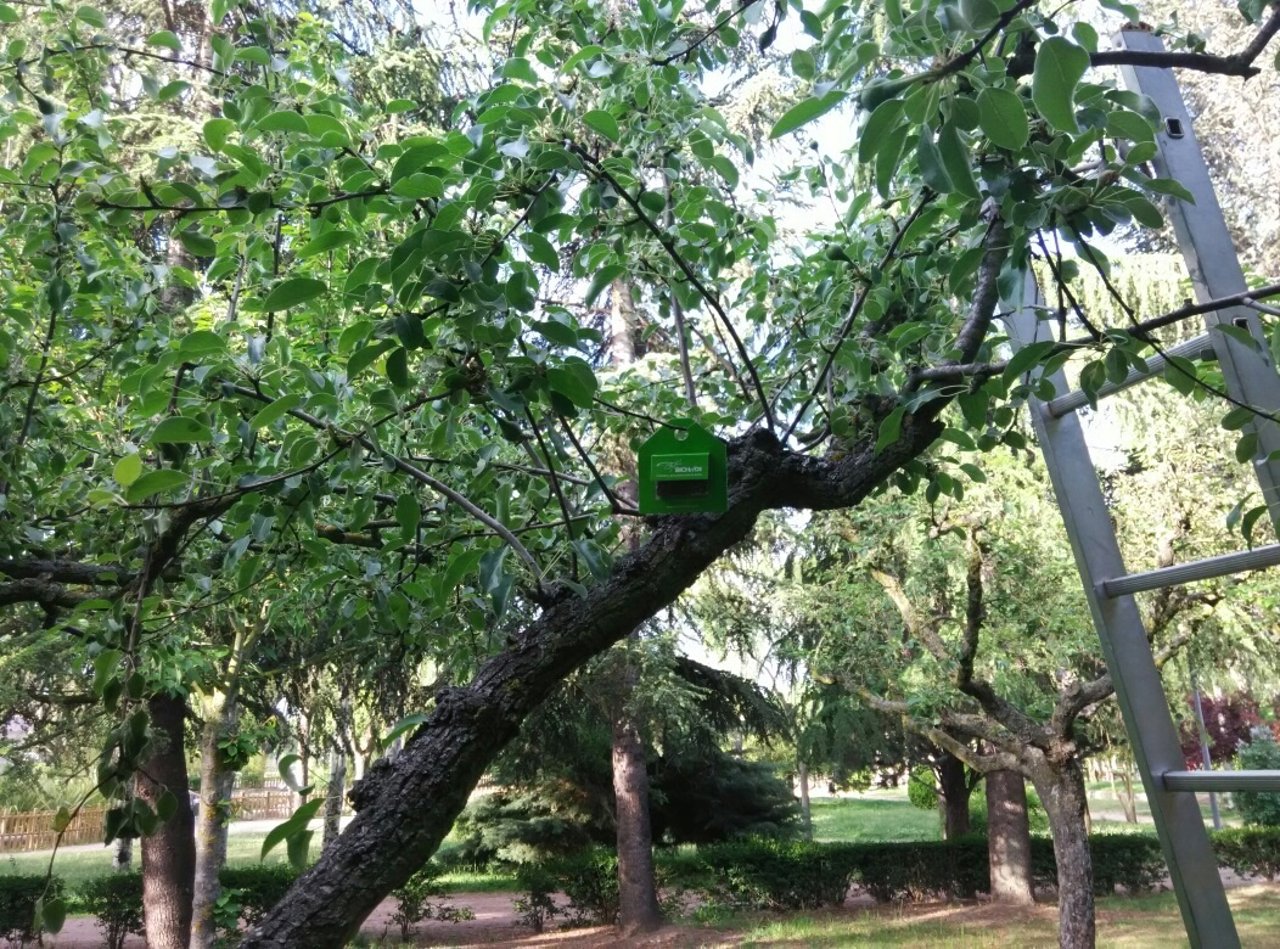 Árboles en Salamanca
