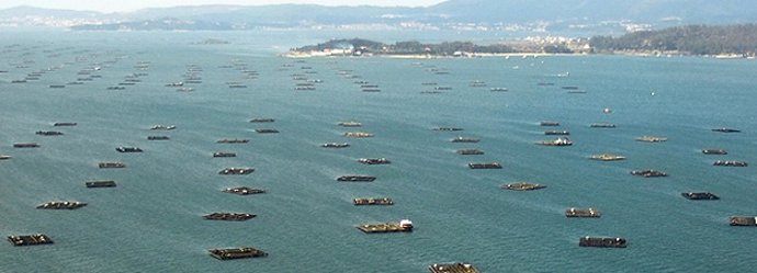 Bateas de cultivo de mejillón en las rías gallegas